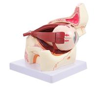 Garneck Human Eyeball Anatomy Model Magnified Teaching Instrument for Medical Studies Highly Detailed for Classroom Display and Physiology Courses