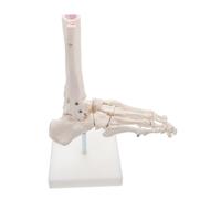 Garneck Human Foot Joint Model Anatomical Skeleton with Fixed Ankle for Medical Teaching and Patient Education Foot and Toe Bone Structure Without Ligaments for Study