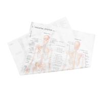 Garneck Human Skeleton and Muscle Anatomy Poster Tear Resistant Decorative Chart for Home Office Educational Use for Beginners and Artistic Display