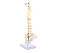 Garneck Human Spine Anatomy Model with Pelvis and Tailbone PVC Unbreakable Vertebral Column with Nerve Roots and Intervertebral Discs for Medical Education and Patient Demonstration