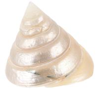 Garneck Luminous Natural Conch Shell Ornament 5-6cm, Glow-in-the-dark Seashell Decor for Desktop, Aquarium Craft and Coastal Home Display