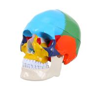 Garneck Medical Anatomical Skull Model Realistic Fake Human Skull Head for Teaching Anatomy Schools and Detailed Design for Physiology and