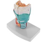 Garneck Medical Throat Model Anatomical Teaching Tool for Students Realistic Human Laryngeal Anatomy Detailed Pharynx Structure for Clinical Learning and Training