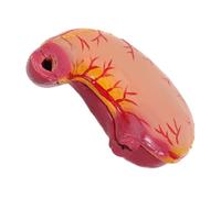 Garneck Plastic Stomach Anatomy Model for Education with Anatomy Visualization and Realistic Structure, for School Teaching and Science Classroom Use