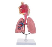 Garneck PVC Human Respiratory Lung Teaching Model for Anatomical Lung for Students and Schools Practical Science Learning Tool for Study