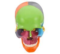Garneck Realistic Detachable Skull Model for Anatomy Students Vividly Colored Human Head Anatomical Model for Learning and Teaching Anatomy Study Tool