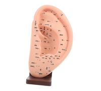 Garneck Realistic Ear Teaching Model with Base Detailed Ear Massage Reflexology Tool for Students and Experts Educational Anatomy Display