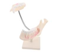 Garneck Realistic Fake Mouth Typodont Model for Student Practice Plastic Teeth Model for Oral Learning and Tooth Study Detailed Educational Tool for Training and Exam Preparation