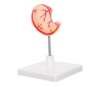 Garneck Realistic Stomach Teaching Aid Model for Medical Students and Professionals Detailed Human Organ Anatomy Educational Gastric Structure for Biology and Physiology Learning