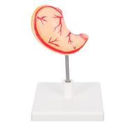 Garneck Sturdy Anatomy Training Prop for Medical Research and Education Authentic Design for Clinical Teaching and Comprehensive Learning