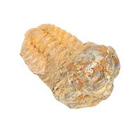 Garneck Trilobite Specimen for Classroom Teaching Educational Science Prop Lightweight Model for Parties Birthdays Enhances Creativity Knowledge