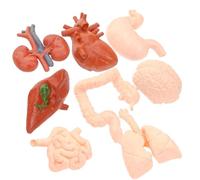 GARVALON 8pcs Human Organ Anatomical Model Teaching Props for Classroom Medical Education Includes Brain Heart Liver Stomach Lung Kidney Realistic Simulation for Students
