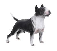 GARVALON Bull Terrier Figure Realistic Dog Model for Collectors for Home and Office for Miniature Gardens and Ideas