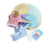 GARVALON Detachable Human Skull Model for Stem and Art Education Realistic Anatomy Skeleton Head for Students and Professionals and Reusable Teaching Tool