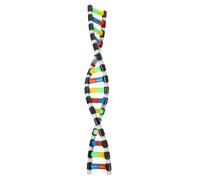 GARVALON Dna Model Double Helix Molecular Kit for Classroom Science Education Interactive Easy-build Dna Structure Model for Student Experiment and Teaching Display