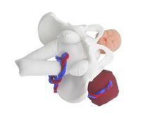 GARVALON Female Pelvic Bone Childbirth Model Fetus, Umbilical Cord and Placenta Midwifery Education Tool for Prenatal Teaching and Nursing Student Anatomy Demonstration