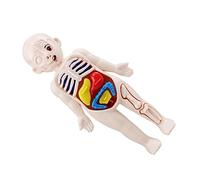 GARVALON Human Organs Set Educational Kindergarten Teaching Aid for Early Learning Removable Human Viscera Model for Cognitive Development and Anatomy Exploration at Home School