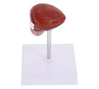 GARVALON Lifelike Plastic Bladder Anatomical Model with 2 Removable Parts, Medical Teaching Aid for School Biology and Anatomy Education