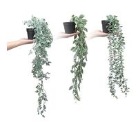 Garvee Artificial Hanging Plants 3 Pack with Pots - Faux Eucalyptus, Datura, Snow Pea Greenery, Realistic Trailing Ivy, Ideal for Indoor Outdoor Decor, Wall, Room, Patio, Shelf, Office