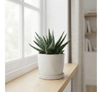 Gasterhaworthia 'royal Highness' - 10.5Cm Pot