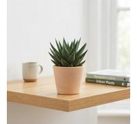 Gasterhaworthia 'royal Highness' - 8.5Cm Pot