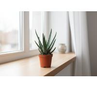 Gasteria Carinata Big Ben Pot Size 8.5 Cm Height 15 Indoor Houseplant