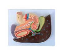 Gastric Section Model Liver Anatomy Hepatopancreatic Duodenum Model Human Organ Anatomy Model Pancreas Digestive Systerm Model for Study Teaching Medical Model