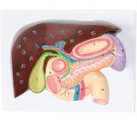 Gastric Section Model Liver Anatomy Model Hepatopancreatic Duodenal Model Gallbladder and Pancreas Digestive System Science Medical Classroom