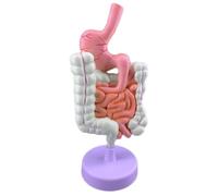 Gastrointestinal Anatomy Model, Detachable Design, Environmentally Friendly PVC Material, True Restoration, for Classroom Study, Educational Materials Display