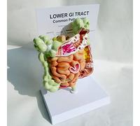 Gastrointestinal model Colorectal lesion model intestinal disease Intestinal pathology model