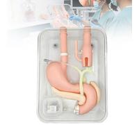 Gastroscopy Surgery Training Model, ERCP Simulator with Simulated Stomach, Duodenum & Biliary System, Realistic Medical Phantom for Cannulation & Endoscopic Practice in Gastroenterology