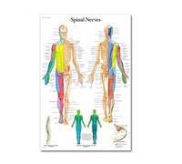 GatherTOOL 1PC Human Anatomy Muscles System Art Poster Print Body Map Silk Painting Wall Pictures For Medical Education Office Home Decoration (Color : 77, Size : 80x120cm No Frame)