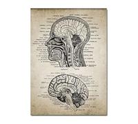 GatherTOOL 1PC Human Head And Brain Anatomy Patent Poster Vintage Print Neuroscience Human Anatomy Wall Pictures FOR Doctors Office Home Decor (Color : A, Size (Inch) : 40X50cm No Frame)
