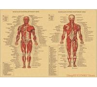 GatherTOOL 1PC Unframed Human Anatomy Muscles System Art Poster Print Body Map Kraft Paper Wall Pictures For Education Home Decor (Color : 21, Size : 42x30cm)