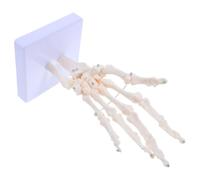 GATHINESS Tabletop Hand Skeleton Model Human Hand Anatomical Model Pvc Realistic Design Detachable Parts for Teaching, Hospitals and Educational Institutions, Students