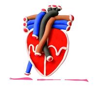 Gatuida 2 Sets Human Heart Anatomy Model Simulation Educational Model