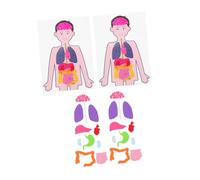 Gatuida 2 Sets Human Torso Body Model Educational for DIY Learning Teaching Aids for Preschool Science and Anatomy Exploration