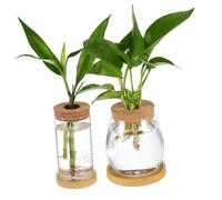 Gatuida 2pcs Borosilicate Glass Hydroponic Plant Vases with Cork Lids and Matching Trays Indoor Propagation Tubes for Succulents Air Plants Mini Terrariums Gardening Display