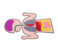 Gatuida 3 Sets Creative Human Organs Model DIY Educational Kit for Lightweight Non Woven Material Enhances Cognitive Thinking Spatial Reasoning and Motor Skills Development