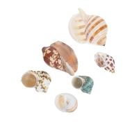 Gatuida 6pcs Natural Seashells for Aquarium Decor Fish Tank Scenery Conch Shells Habitat Hides for Crabs Enhance Diversity Underwater Landscaping