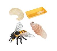 Gatuida Bee Growth Cycle Model Educational Insect Figurines for Early Science Learning Cognitive Kit Natural Biology Teaching Display