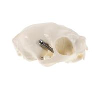 Gatuida Cat Skull Skeleton Model Anatomical Figurine with Instruction Guide Cat Head for Science Teaching Home Decor Fish Tank Display and Halloween Props