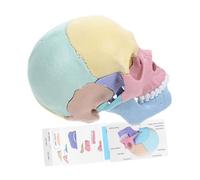 Gatuida Detachable Human Skull Assembly Model with Realistic Colored Anatomy Plastic Construction for Medical Study and Art Education Stem Puzzle for Teaching Skull Structure and Oral
