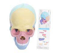 Gatuida Detachable Human Skull Model Educational Teaching Tool Stem Art Anatomy for Students Beginners Advanced Learners