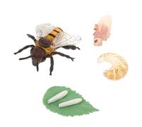 Gatuida Fake Honey Bee Models Life Cycle Plastic Toys Simulation Bee Growth Decor for Educational Teaching Plaything for Boys and Girls