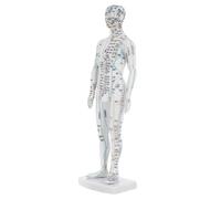 Gatuida Human Acupoint Mannequin Model Male Detailed Meridian Pressure Point Display Practical Teaching Tool for Acupuncture and Massage Students Professionals