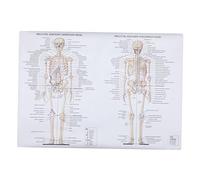 Gatuida Human Anatomy Poster Skeletal Muscle Diagram for Teaching School Science Classroom Decor