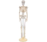 Gatuida Human Body Anatomy Model - Small Skeletal System - Science Teaching Aid with Moveable Bones Structure - Learning Tool for Kids Preschool Classroom