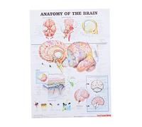 Gatuida Human Brain Anatomy Poster Anatomy Chart Canvas Print Medical Teaching Tool for Hospital School Laboratory Frameless Canvas 50x70cm