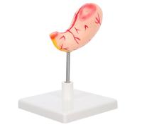 Gatuida Human Stomach Anatomy Model Educational Tool for Science Classrooms Realistic Design for Student Learning and Easy Assembly and Disassembly
